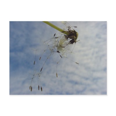 Fly Baby Post Cards by Rainmountain