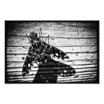 fly back photo art