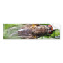 Fly Bugs Insects Bumper Stickers