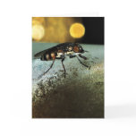 Fly Drone cards