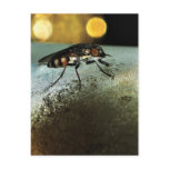 Fly Drone postcards