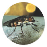 Fly Drone stickers