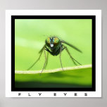 Fly Eyes Print