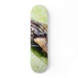 Fly Flies Insect skateboards