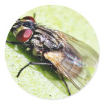 Fly Flies Insect Round Sticker