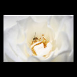 Fly in the Flower photography