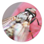 Fly Insect stickers