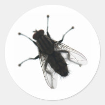 Fly insect sticker
