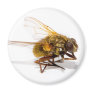 Fly Refrigerator Magnets
