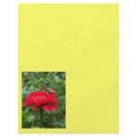 Flyer/Praying Mantis and Zinnia
