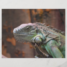 Flyer with colourful Iguana Lizard