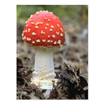 Flygarrick mushroom postcard