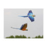 flying ara's post card