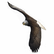 FLYING BALD EAGLE(sculpted) Magnet Photo Cutouts