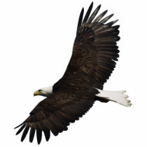FLYING BALD EAGLE Sculpted Wildlife Magnet Photo Cut Outs