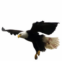 FLYING BALD EAGLE Sculpted Wildlife Magnet Photo Cutouts