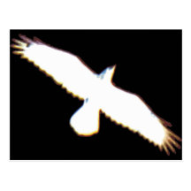 Flying Bird Silhouette Post Cards