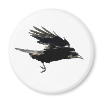 Flying Black Crow Birdlover Magnet