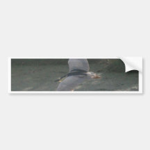 Flying Black-Crowned Night-Heron Bumper Sticker