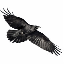 FLYING BLACK RAVEN (sculpted) Magnet Cut Out