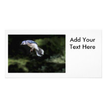 Flying Blue Jay Photo Cards