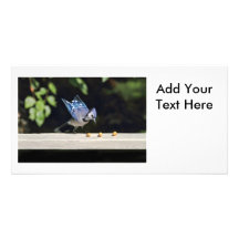 Flying Blue Jay Photo Photo Greeting Card