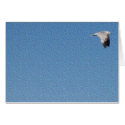 flying cards
