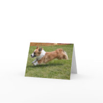 Flying Cardigan Welsh Corgi