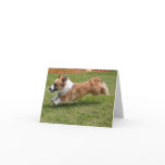 Flying Cardigan Welsh Corgi