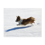 Flying Cardigan Welsh Corgi postcards