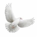 Flying Dove Ornament photo sculptures
