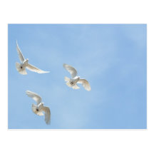 Flying doves post cards