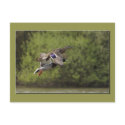 Flying Duck Postcard