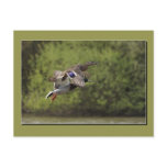 Flying Duck Postcard