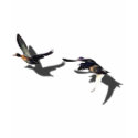 FLYING DUCKS t-shirts