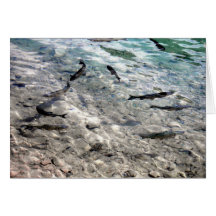 Flying Fish Card
