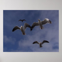 Flying Gulls Posters