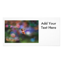 Flying Hummingbird and Colorful Background Photo Card