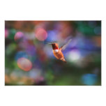 Flying Hummingbird and Colorful Background Photo Art