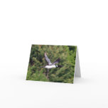 Flying Loon Notecard