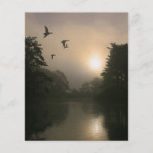 Flying Mallards and Morning Fog Flyers