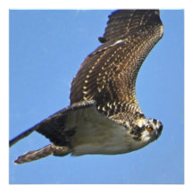 Flying Osprey Invitations