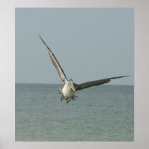 Flying Pelican Print