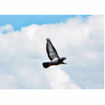 Flying Pigeon On Sky Photo Cut Out