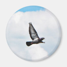 Flying Pigeon On Sky Refrigerator Magnets