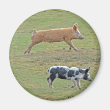 Flying pigs refrigerator magnet