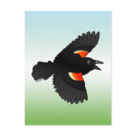 Flying Red-winged Blackbird postcards