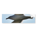 Flying Seagull Close Up Bumper Stickers