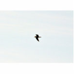 Flying Seagull High Acrylic Cut Outs