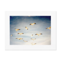 Flying Seagulls Postcards